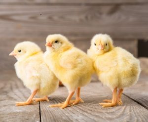 FSSAI Restricts Use Of Antibiotics In Chicken And Other Animals