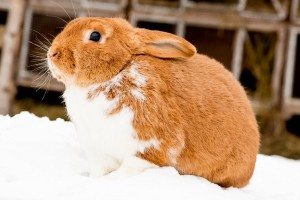 FSSAI proposes inclusion of Leporidae, rabbit family, in meat and meat products 