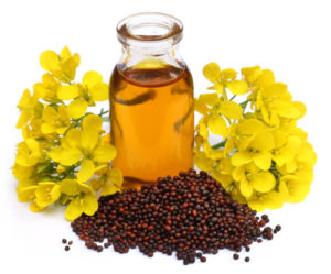 GEAC gives Green Signal to the Cultivation of GM Mustard in India 