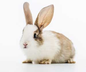 Domestic Rabbits included in FSSAI Regulations for Meat and Meat Products