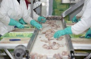 workers at Poultry Food Processing