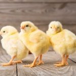 FSSAI Restricts Use Of Antibiotics In Chicken And Other Animals