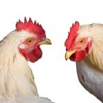 Bird Flu Scare Brings out Poor Quality of Poultry
