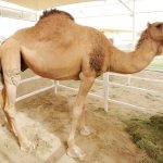Camel Milk Processing Waiting for FSSAI Nod