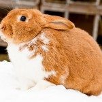 FSSAI proposes inclusion of Leporidae, rabbit family, in meat and meat products