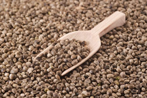 FSSAI Issues Letter Regarding Illegal Products Made from Hemp and Hemp Seeds