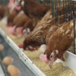 FSSAI Re-operationalises Amendments with Respect of Requirements for Animal Feed
