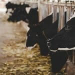 FSSAI Once Again Re-operationalises Regulations with Respect to Requirements for Animal Feed